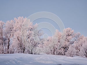 ND Icy trees From the Fog