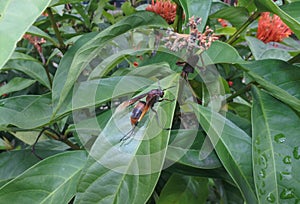 The Ndas wasp, as it is called in Indonesia