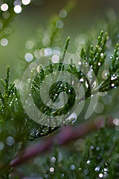 Dew drops on grass ears drops of dew on juniper