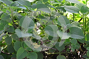 Ndian borage, Country borage, Oreille, Oregano or Plectranthus amboinicus