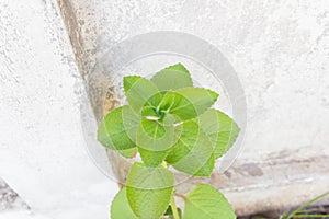 Ndian borage, Plectranthus amboinicus Lour. Spreng. Syn. Col