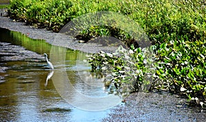 Neabsco Creek Boardwalk, Woodbridge, VA