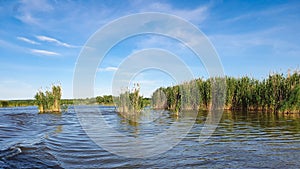 The Neajlov Delta in Comana natural reservation