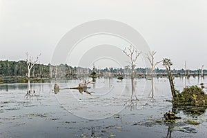 Neak Pean lake at Angkor city