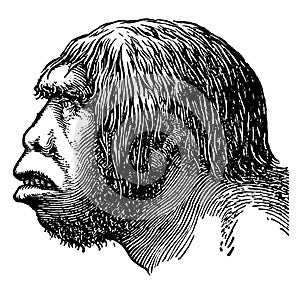 Neanderthal Man, vintage illustration