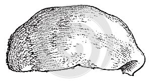 Neanderthal skull, vintage engraving