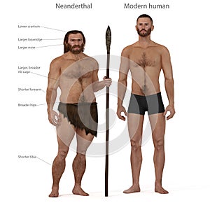 Neanderthal vs modern human