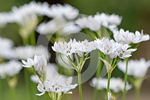 Neapolitan garlic Allium neapolitanum, flowers