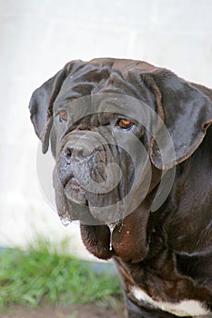 Neapolitan Mastiff