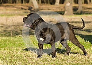 Neapolitan Mastiff photo