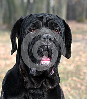 Neapolitan Mastiff