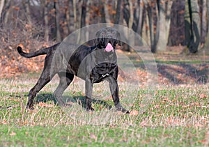 Neapolitan Mastiff photo