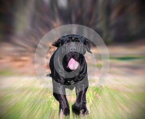 Neapolitan Mastiff