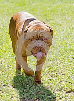 Neapolitan Mastiff photo