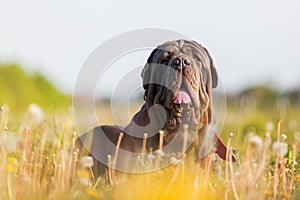 Neapolitan Mastiff in a dandelion meadow