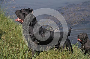 NEAPOLITAN MASTIFF DOG OLD STANDARD BREED WITH CUT EARS photo