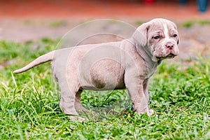 Neapolitan Mastiff Dog With Powerful Blue Eyes