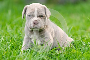 Neapolitan Mastiff Female Puppy Resting photo