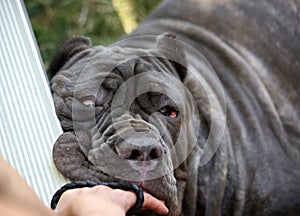 Neapolitan Mastiff leaning on a bleacher seat