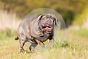 Neapolitan Mastiff on a meadow