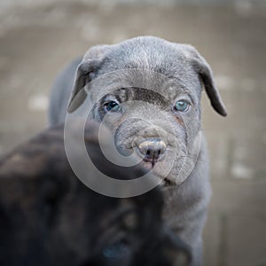 Neapolitan Mastiff puppies