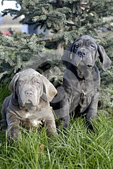 Neapolitano Mastiff