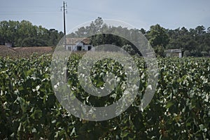 Vineyards at Varziela Cantanhede Portugal photo
