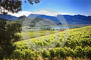 Vineyards around lake Caldaro, Italy photo