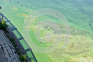Near the embankment of the river, blue-green algae have accumulated on the surface of the water. River water pollution. Ecological