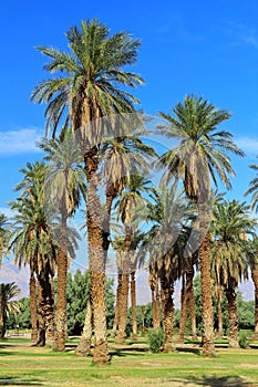 Date Palm Trees at Furnace Creek, Valley National Park, California photo