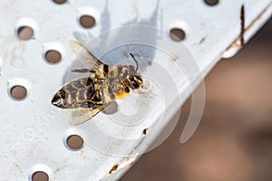 Near the hive entrance, a lifeless bee lies motionless, its tiny body a poignant reminder. A solemn scene of