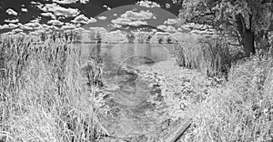 Near infrared photography of beautiful river bank covered with tall reeds and cloudy summer sky. Picture was taken with infrared-