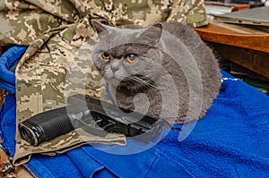 Near the military uniform of protective color lies a gray British cat. Gun next to a cat. The war in Ukraine