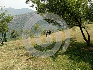 Near Mukteshwar Uttarakhand Apple orchards