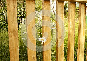 Near the new wooden fence grow daisies in the grass on a Sunny summer day