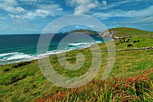 Near the ocean - Cliffs & nature at the coast of Ireland