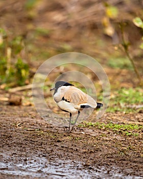 Near threatned bird river lapwing or Vanellus duvaucelii bird closeup or portrait at dhikala zone of jim corbett national park