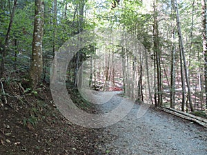 Way up to the Daffner Alm photo