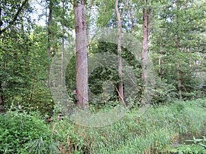 A little walk along the `MÃÂ¼hlenweg` near Jettenbach in Bavaria photo