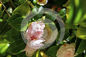 Near view of rosa camelias in green atmosphere photo