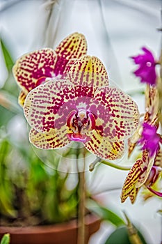 Near view of two orchids in beige colorspotted with petals and sepals
