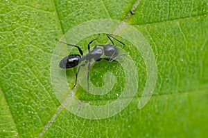 Nearctic Carpenter Ant - Camponotus nearcticus