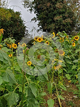 Nearing the end of sunflower season