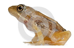 Nearly adult Common Frog, Rana temporaria