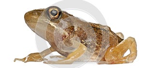 Nearly adult Common Frog, Rana temporaria