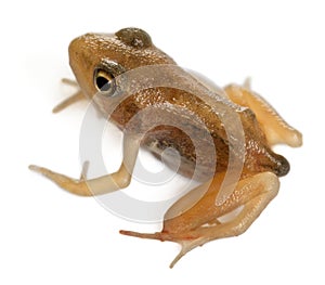 Nearly adult Common Frog, Rana temporaria