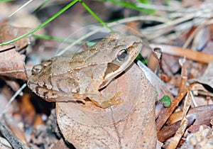 Nearly adult Common Frog, Rana temporaria