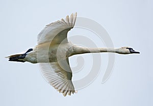 Nearly adult mute swan in flight with stretched wings over white sky