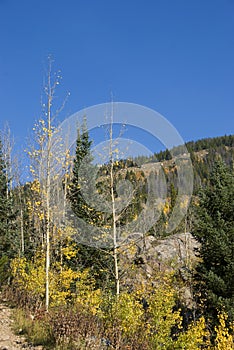 Nearly Bare Autumn Aspens