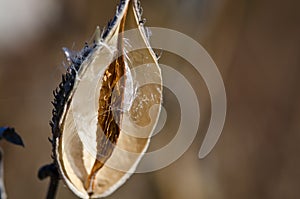 Nearly Empty Milkweed Pod